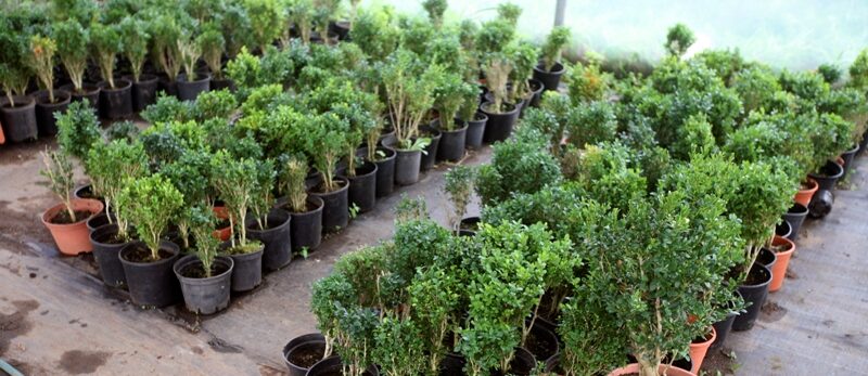 jardin